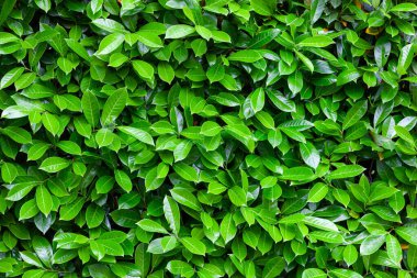Yeşil yapraklar doğal bir zemin oluşturuyor, çevre dostu projeleriniz için ideal.