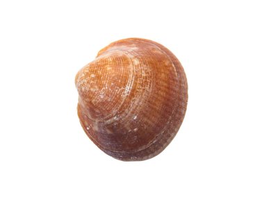 Tipik bir deniz kabuğunun makro görüntüsü detaylı tasarımlarını ve yüzey dokularını vurgular.