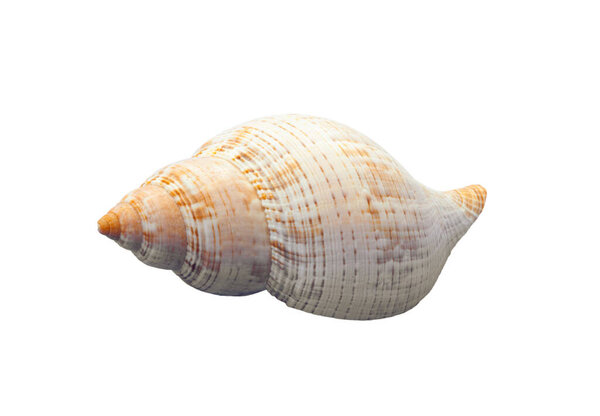 Seashell rests on a blank canvas, displaying its intricate spiral design