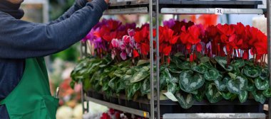 Yeşil önlük giyen çiçekçi metal bir rafta kırmızı ve pembe siklamen saksıları düzenliyor.