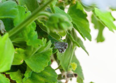 Cacyreus marshalli, sardunyaların üzerine yumurtalarını bırakıp larvaya dönüşen küçük bir kelebek türü..