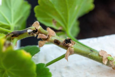 Selective drone on geranium stem affected by lycaenid larvae or Cacyreus marshalli. The butterfly lays its eggs on the plant. clipart