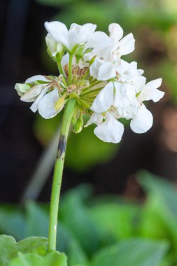 Selective drone on geranium stem affected by lycaenid larvae or Cacyreus marshalli. The butterfly lays its eggs on the plant. clipart