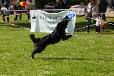 Montelupo Fiorentino, İtalya - 07 Mayıs 2017: Ambrogiana parkında, köpekler ve sahipleri Meyer Vakfı 'nın evcil hayvan terapisi faaliyetlerini desteklemek için birçok faaliyet gösterdiler..