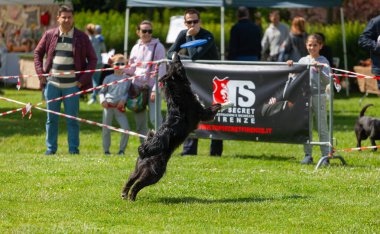 Montelupo Fiorentino, İtalya - 07 Mayıs 2017: Ambrogiana parkında, köpekler ve sahipleri Meyer Vakfı 'nın evcil hayvan terapisi faaliyetlerini desteklemek için birçok faaliyet gösterdiler..