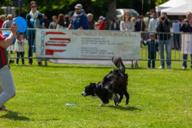 Montelupo Fiorentino, İtalya - 07 Mayıs 2017: Ambrogiana parkında, köpekler ve sahipleri Meyer Vakfı 'nın evcil hayvan terapisi faaliyetlerini desteklemek için birçok faaliyet gösterdiler..