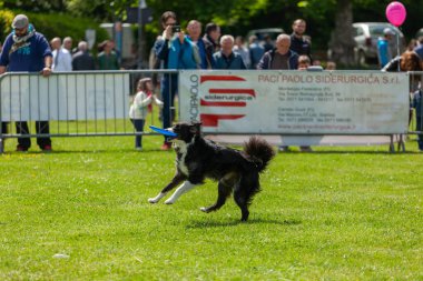 Montelupo Fiorentino, İtalya - 07 Mayıs 2017: Ambrogiana parkında, köpekler ve sahipleri Meyer Vakfı 'nın evcil hayvan terapisi faaliyetlerini desteklemek için birçok faaliyet gösterdiler..