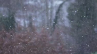 Ağaçların bulanık arkaplanıyla kış karları yavaş yavaş düşüyor.