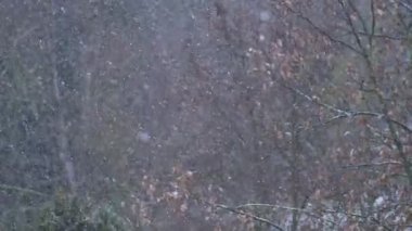 Bu yavaş çekim videosunda kar, kış boyunca sürekli bir ormana düşüyor.