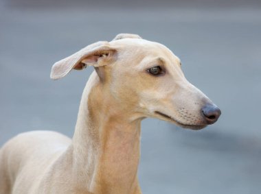 Zarif profilini, katlanmış kulaklarını ve meraklı ifadesini gösteren bir İtalyan tazısının yakın çekimi.