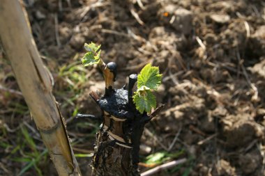 Genç bir asmanın filizlenmesinin kapanışı, büyüyen mevsimin ilk yapraklarını gözler önüne seriyor.