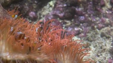 Palyaço balıkları şakayıkların arasında yüzer ve saklanır, büyüleyici bir yavaş çekim gösterisinde canlı renkler sergilerler.