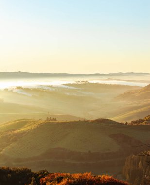 Tuscany 'deki üzüm bağlarını ve yuvarlanan tepeleri kaplayan altın ışık, gün doğumunda sisle birlikte sakin bir atmosfer yaratıyor.