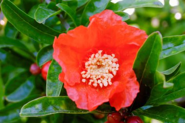 Güneşli bir günde yeşil yaprakların arasında büyüyen parlak kırmızı bir nar çiçeğine yakın dur.