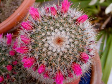 Bir Mammillaria kaktüsünün kapanışı güzel pembe çiçeklerini sergiliyor, dikenlerinin ve çiçeklerinin karmaşık detaylarını vurguluyor.