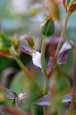 Meadow Froghopper, ya da Olyenus Spumarius, guguk kuşu tükürüğünün içinde saklanan periler, susuzluğu önlemek ve kendini bir gül çalısı üzerindeki yırtıcılardan ve parazitlerden korumak için üretilen koruyucu bir köpük.