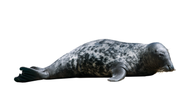 Beyaz arka planda siyah lekeler ile liman seal