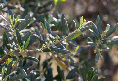 İlkbaharda yetişen küçük yeşil meyveli zeytin dalı, zeytin yağı üretim döngüsünün başlangıcını ve doğanın yenilenmesinin güzelliğini temsil ediyor.