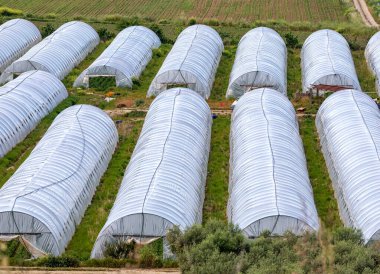 İtalya 'nın Basilicata kentindeki verimli tarım bölgesindeki ürünleri koruyan, optimum büyüme koşullarını güvence altına alan ve sürdürülebilir tarım uygulamalarını destekleyen çoklu tüneller.