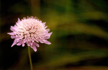 Scabiosa atropurpurea 'nın narin pembe çiçekleri, ya da iğnelik çiçekleri, doğanın karmaşık güzelliğini hafifçe bulanık arka plana karşı vurguluyor.