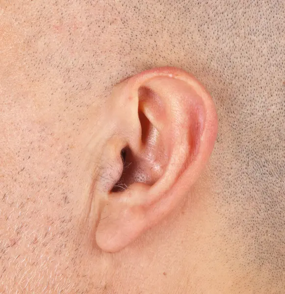 Yetişkin bir adamın kıllı kulağının karmaşık detaylarını gözler önüne sermek, deri dokularını ve saç uzamasını gözler önüne sermek, insan anatomisini ve kişisel bakımını ön plana çıkarmak.