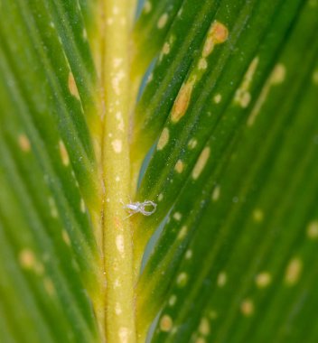 Siktad yaprağının üzerinde sürünen beyaz bir mealybug 'a yakın sarı noktalar gösteriyor, mantar enfeksiyonunun göstergesi, bitkilerin zararlılara ve hastalıklara karşı hassasiyetini vurguluyor.