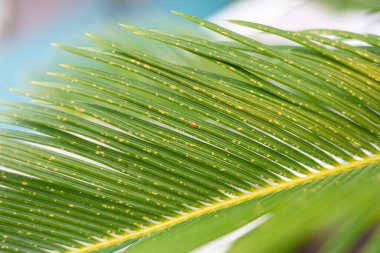 Yeşil yüzeyi kaplayan küçük sarı noktalarla karakterize edilen mantar enfeksiyonu belirtilerini gösteren bir devekuşu yaprağını kapat, bitki hastalıklarını ve potansiyel tedavi ihtiyaçlarını vurgula