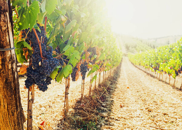 Bunches of ripe red grapes are hanging from vines in a vineyard in Tuscany, Italy, illuminated by the warm golden light of the setting sun, creating a picturesque scene of the grape harvest season