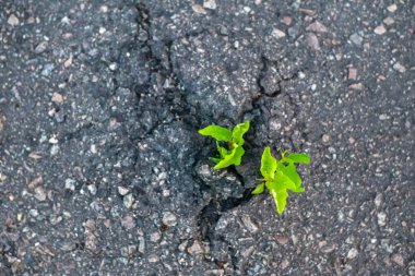 Yolda büyüyen bitkilerin en üst görüntüsü. Asfalt kırıcı olarak bitki. Çatlakta ot yetişiyor. Asfaltı delen yeşil bitki. Doğanın hayatta kalma kavramı.