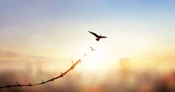 Silhouette of bird flying and broken barbed wire at blurred city sky sunset background