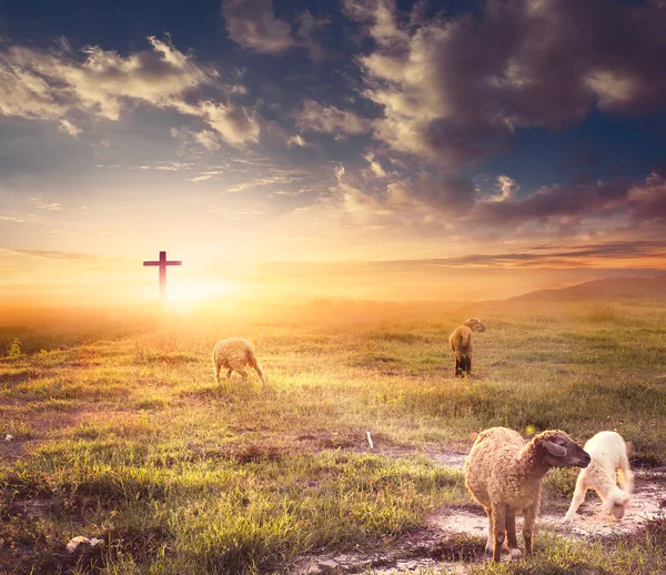 Christ Jesus concept, Flock of sheep on cross and sunset background