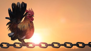 Siluet horozu zincire vurulmuş gün doğumunun bulanık zemininde güneş ışığı arka planında.