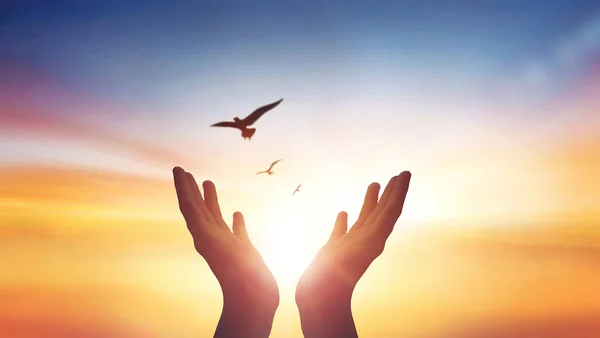 高举双手向天空祈祷 让鸟儿在日出和阴霾的天空背景下尽情享受大自然 — 图库照片