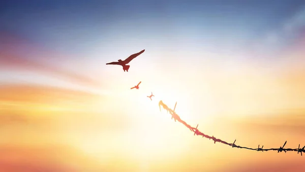 stock image Silhouette of bird flying and broken barbed wire at blurred city sky sunset background