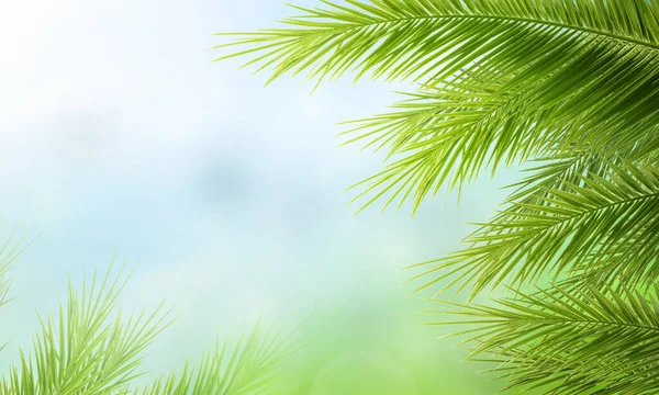 Palmové Listy Před Modrou Slunnou Letní Oblohou — Stock fotografie