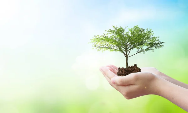 world environment and earth day, Tree planted in human hands with natural green and blue sky background