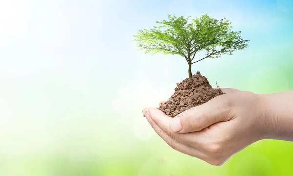 world environment and earth day, Tree planted in human hands with natural green and blue sky background