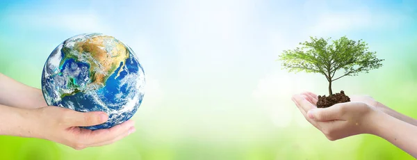 world environment and earth day, Two human hands holding big tree and earth globe over green and blue sky nature background. Elements of this image furnished by NASA