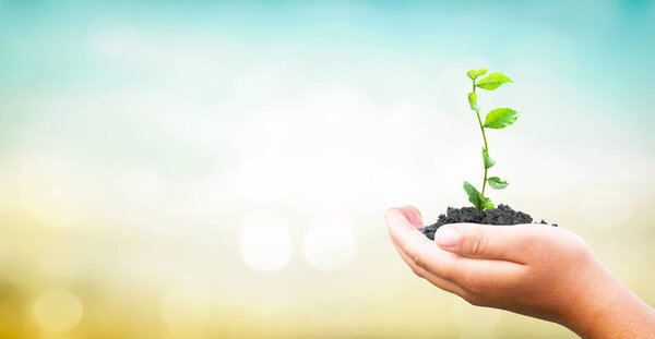 Концепция Всемирного дня окружающей среды, руки человека держа большое дерево на зеленом синем фоне