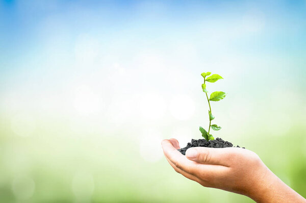 Концепция Всемирного дня окружающей среды, руки человека держа большое дерево на зеленом синем фоне