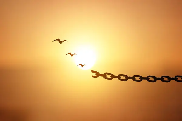 stock image chains breaking and free birds that flies away at sunset background.
