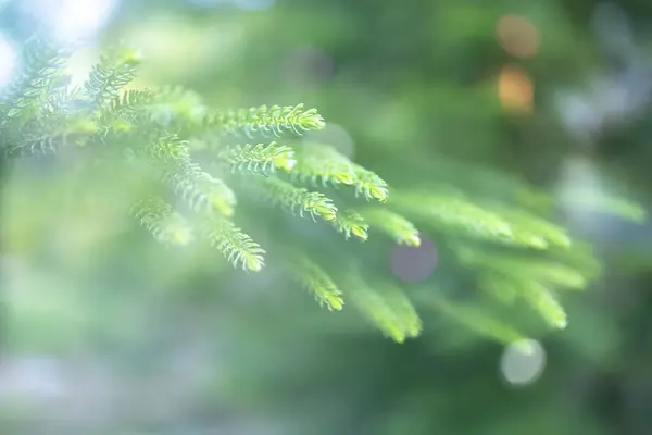 Christmas and New years eve Background ,Close-up of Christmas tree background