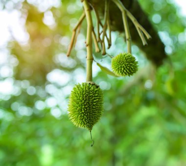 Tayland 'da ağaçta taze durian, hasat edilmeye hazır olana kadar dikilmeyi bekleyen küçük durianlar.
