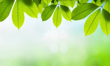 Bulanık yeşil arkaplanda bokeh efektli taze yeşil yapraklar