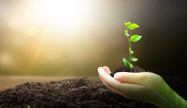 Bulanık doğa arka planının üzerinde yeşil filizleri tutan insan ellerine yaklaş