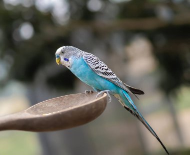 Blue and white budgerigar. Pets concept and domestic birds. clipart