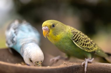 Blue and white budgerigar. Pets concept and domestic birds. clipart