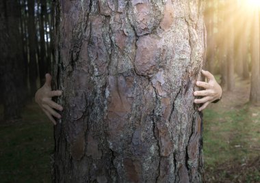 A young woman is hugging a tree in the forest at sunset.
