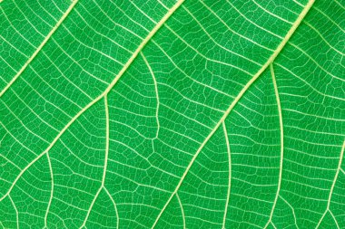 nature green leaf texture background