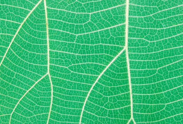 green leaf background leaf cell pattern